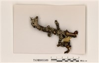 藏品(黃條雙歧根梅衣)的圖片